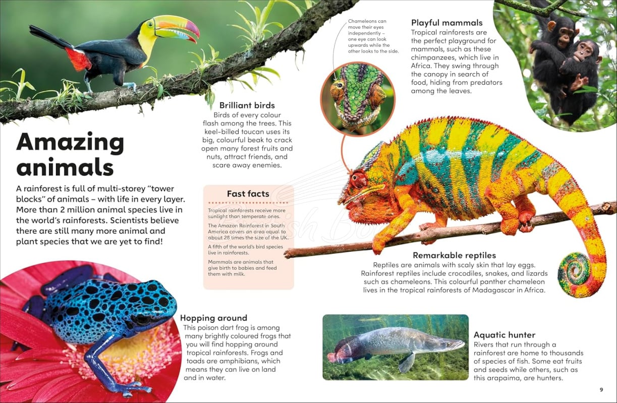Книга Eyewonder: Rainforest зображення 1