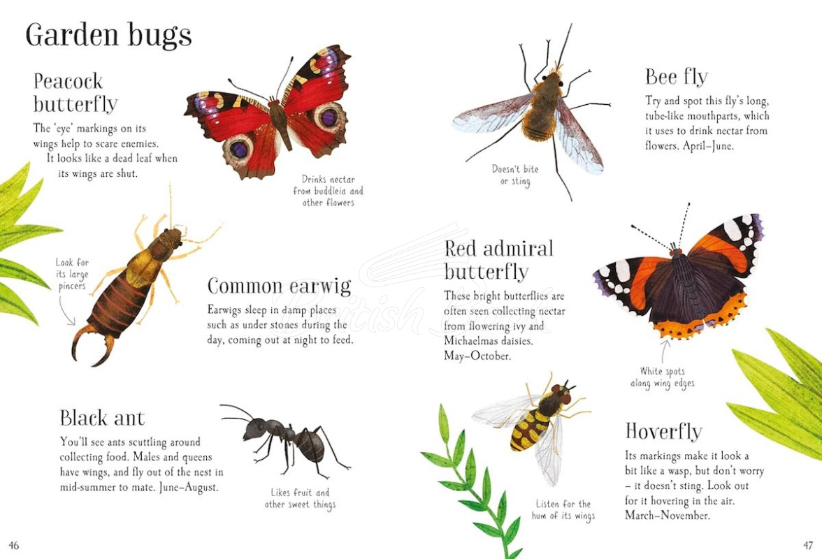 Книга Nature Spotting Guide зображення 3