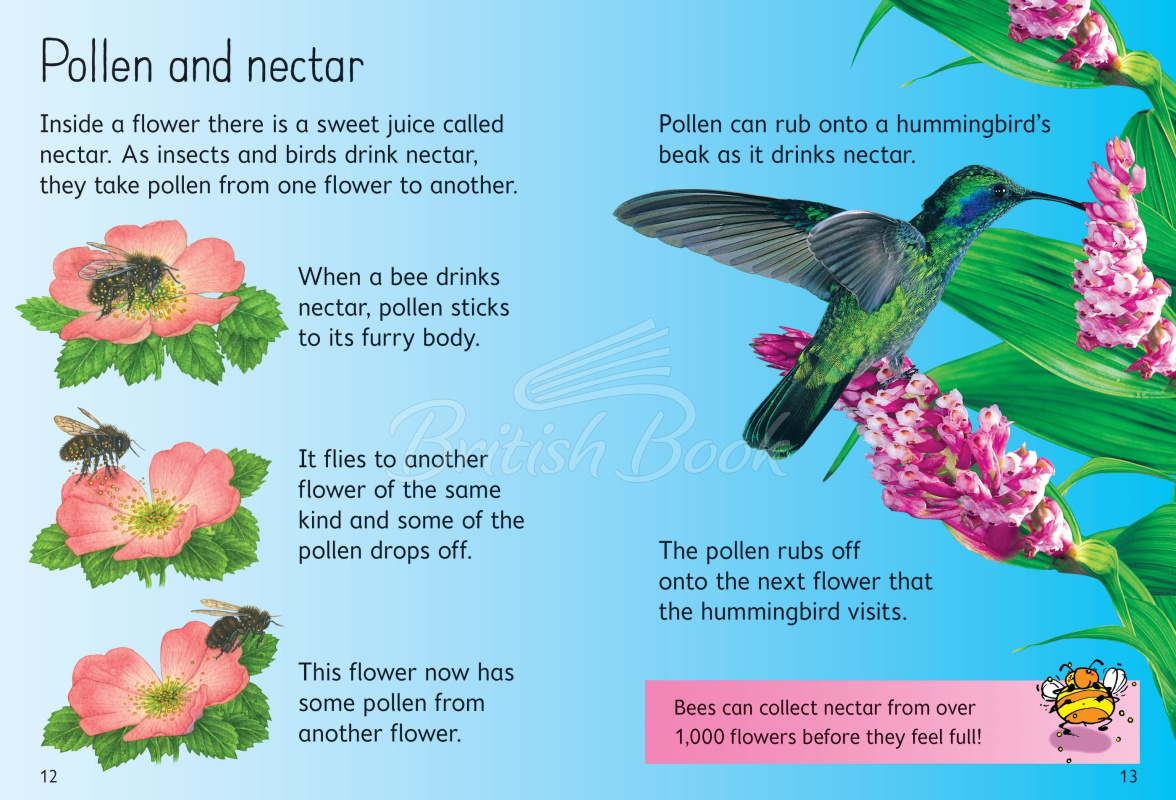 Книга Usborne Beginners How Flowers Grow зображення 2