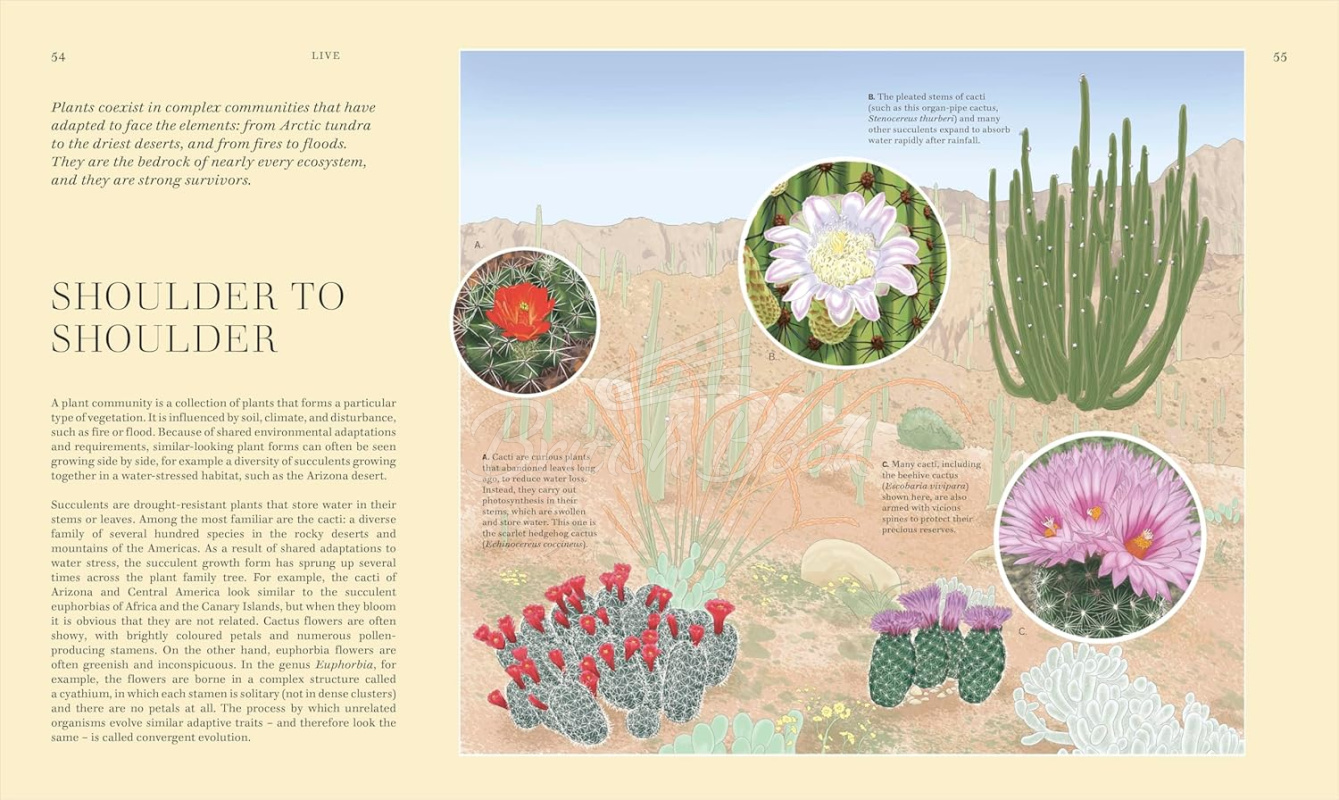 Книга Wildflowers: Discover the Science and Secrets Behind the World of Wildflowers зображення 4