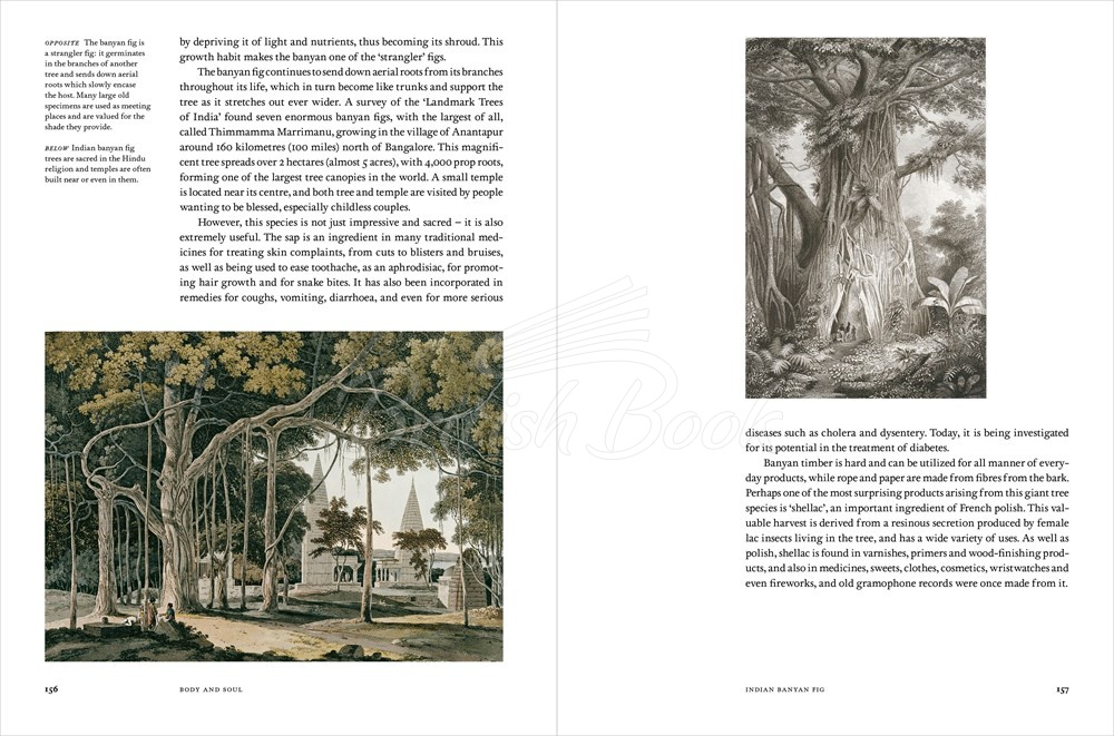 Книга Remarkable Trees изображение 2