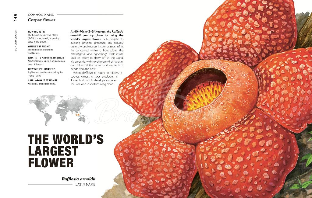 Книга Hortus Curious: Discover the World's Most Weird and Wonderful Plants and Fungi изображение 2