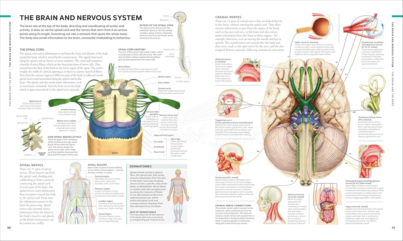 Книга The Brain Book: A Visual Guide to Structure and Function изображение 1
