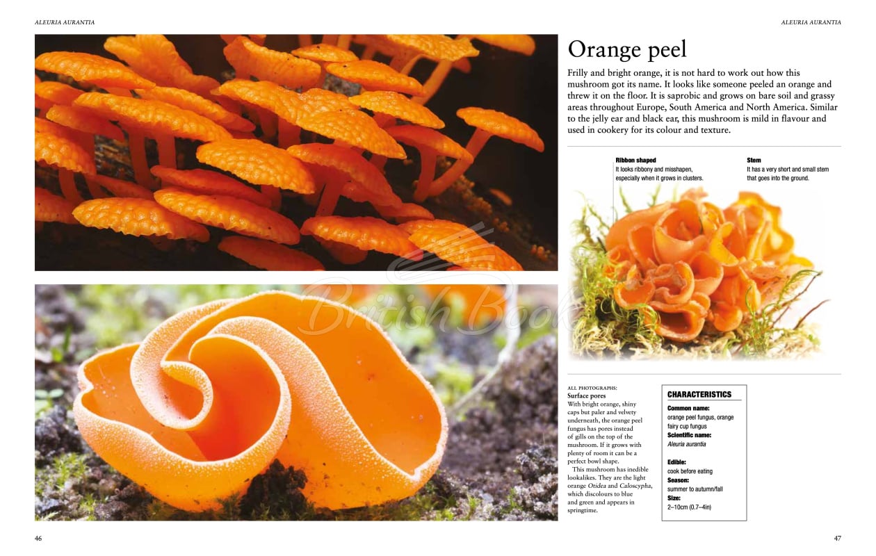 Книга Mushrooms: A Guide to Fungi and Toadstools зображення 3
