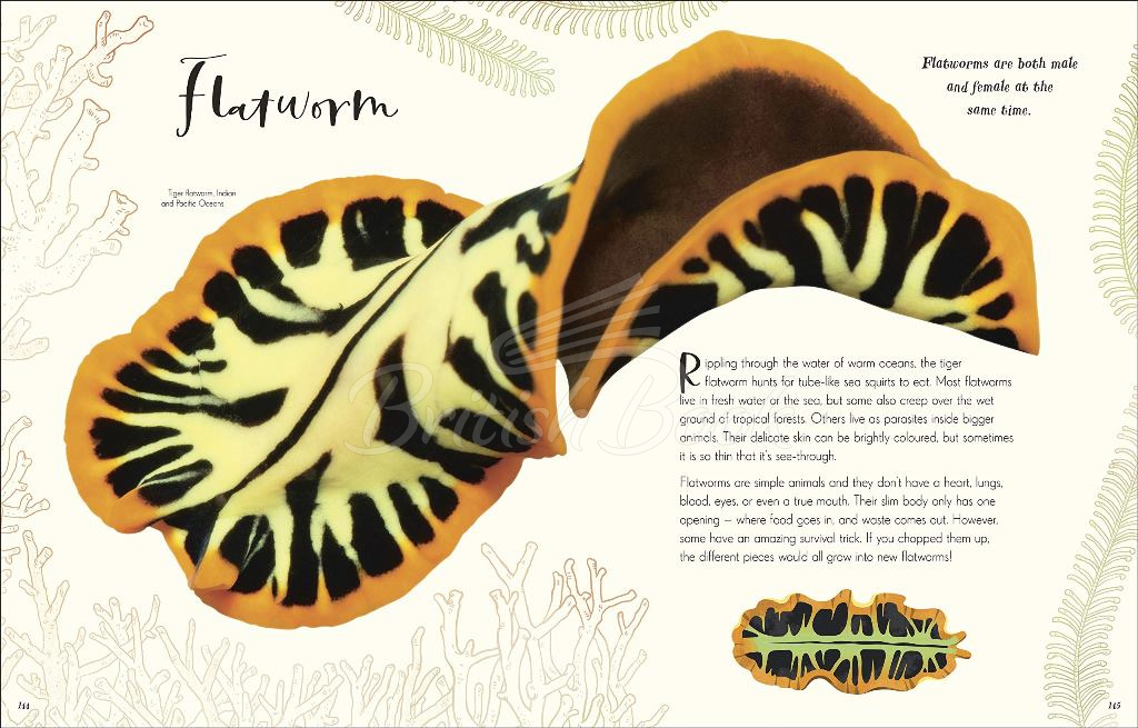 Книга The Wonders of Nature зображення 9