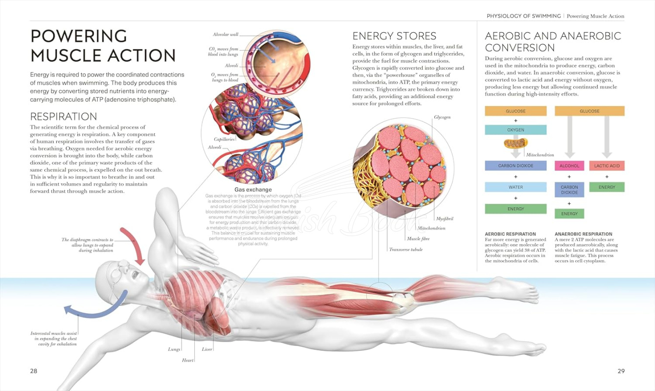 Книга Science of Swimming: Transform Your Stroke, Improve Strength, Revolutionize Your Training изображение 3