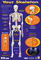 Your Skeleton Poster