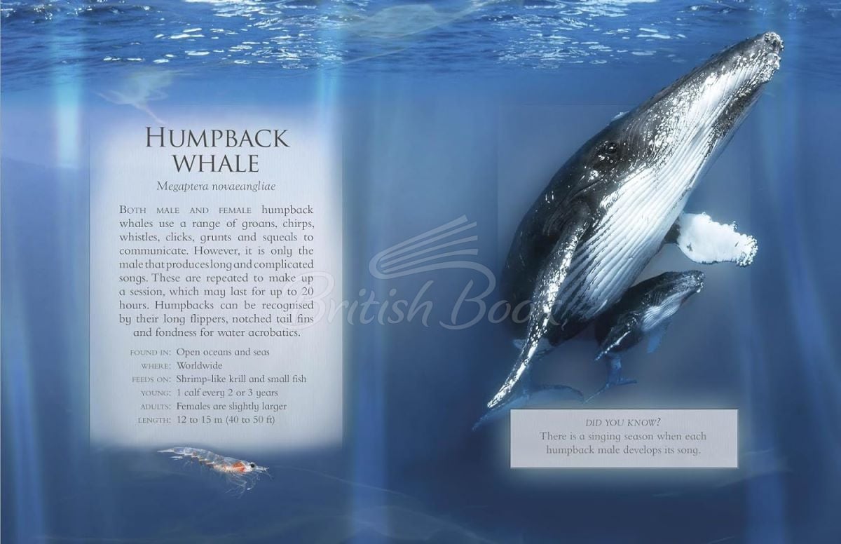 Книга The Little Book of Ocean Animal Sounds зображення 4