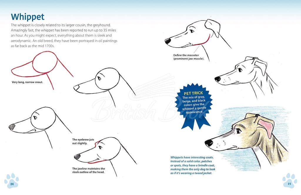 Книга How to Draw Dogs and Cats from Simple Templates зображення 2