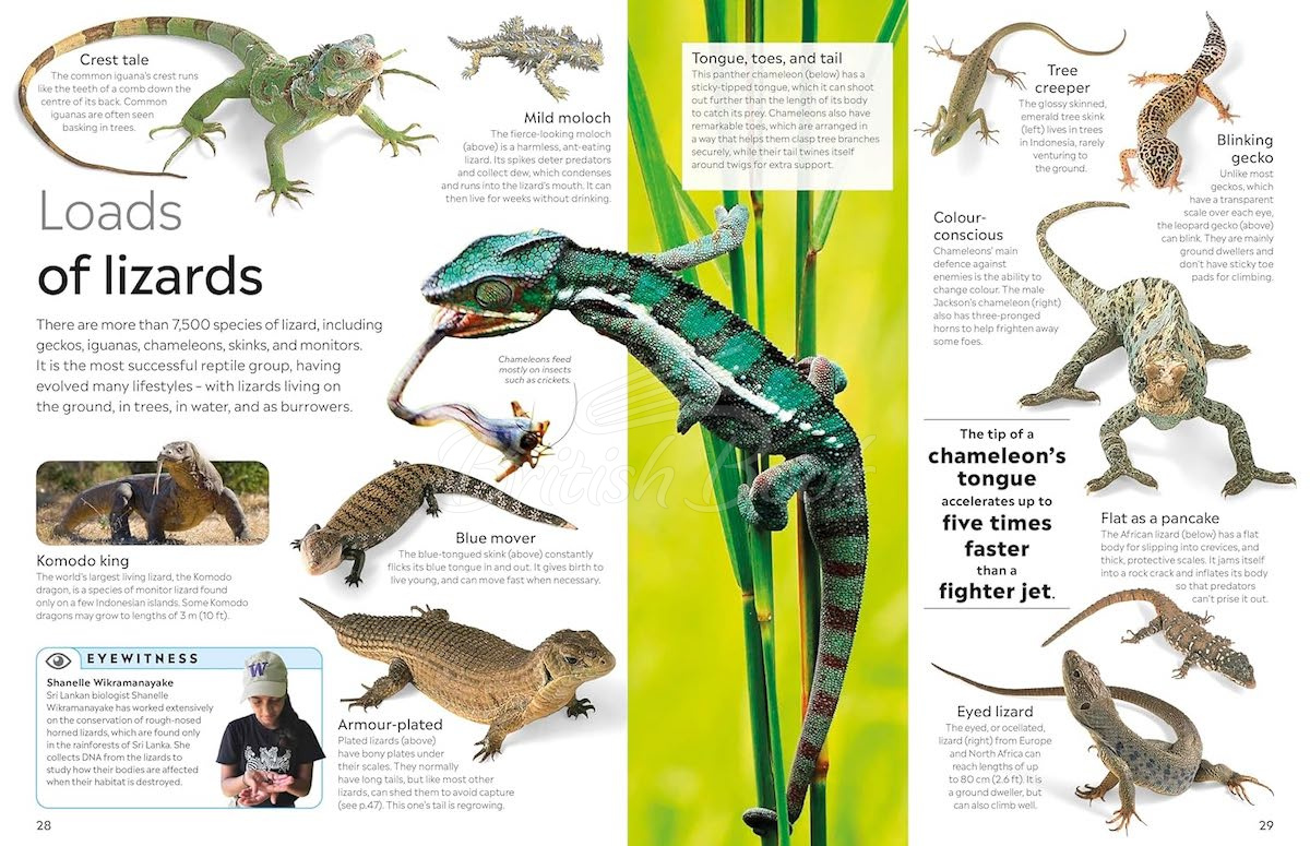 Книга Reptile зображення 4