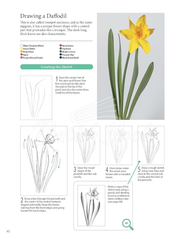 Книга A Step-by-Step Guide to Botanical Drawing and Painting зображення 10