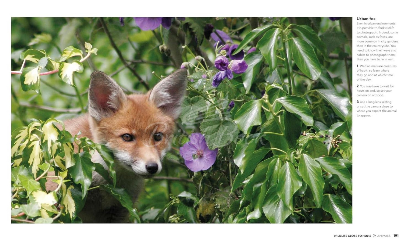 Книга How to Photograph Absolutely Everything зображення 8