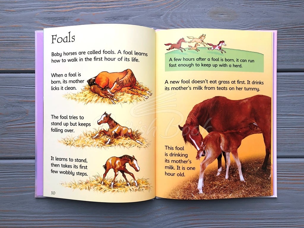 Книга Usborne Beginners Horses and Ponies зображення 6
