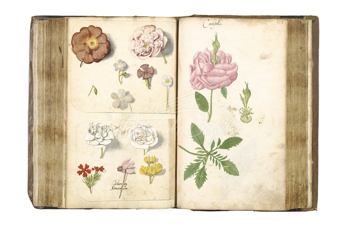 Книга Botanical Sketchbooks изображение 11