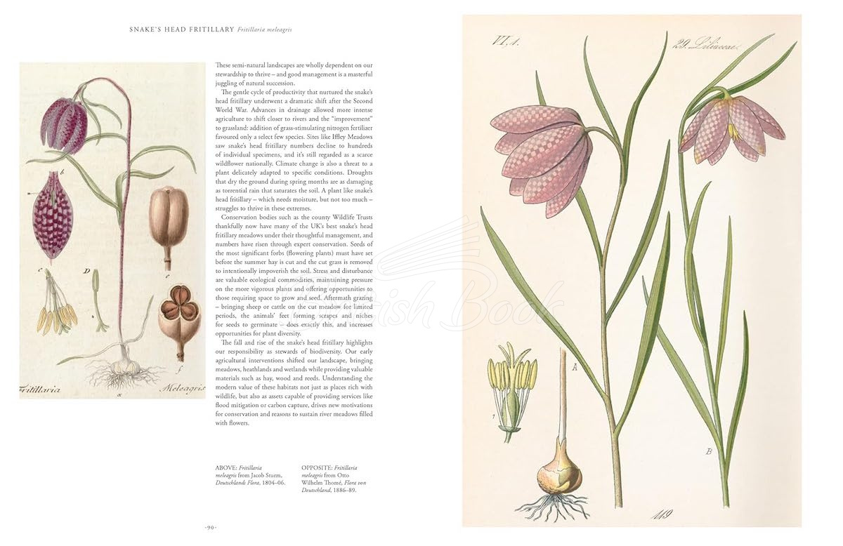 Книга Kew Rare Plants изображение 3