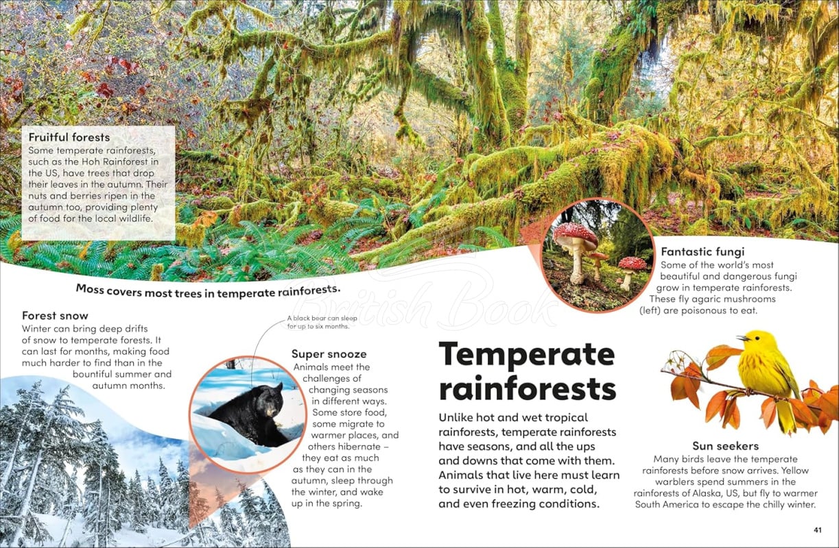 Книга Eyewonder: Rainforest зображення 4