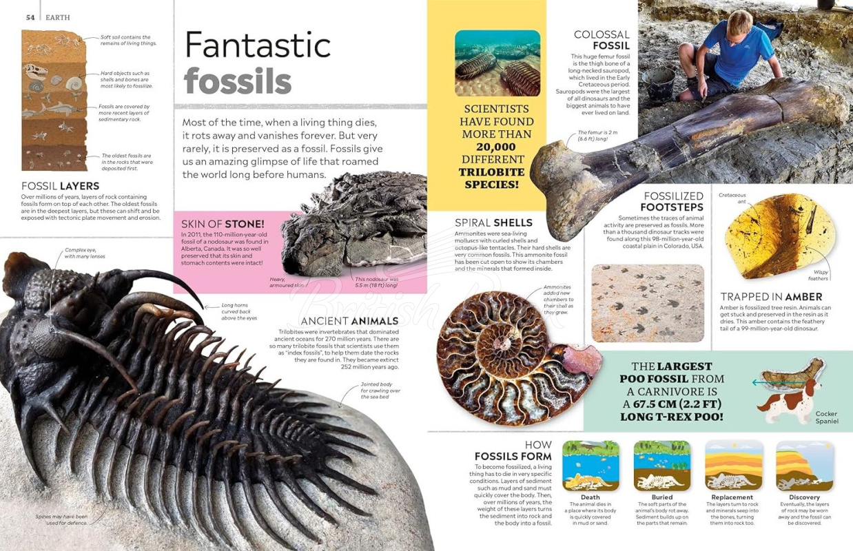 Книга Encyclopedia of Everything изображение 5