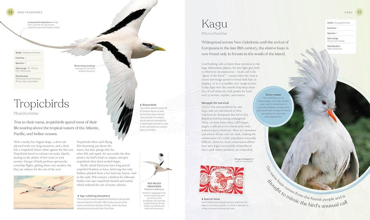 Книга The Bird Book зображення 2