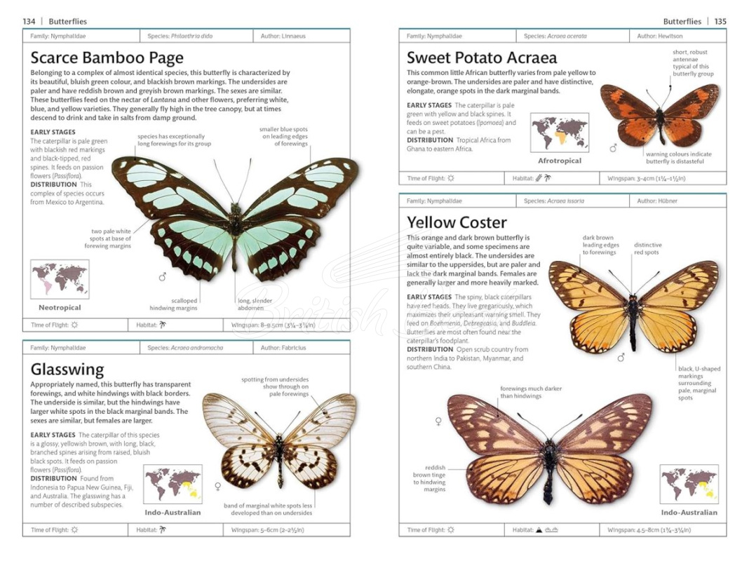 Книга Butterflies and Moths зображення 4