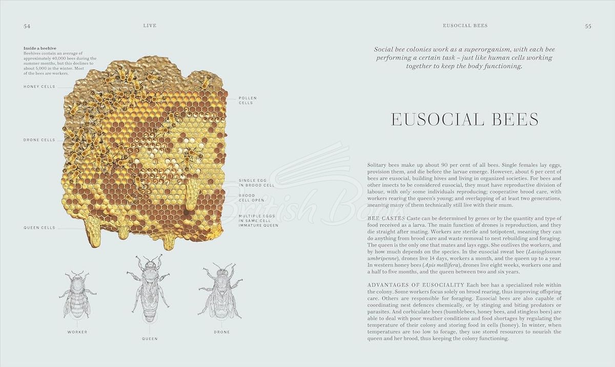 Книга Insects зображення 5