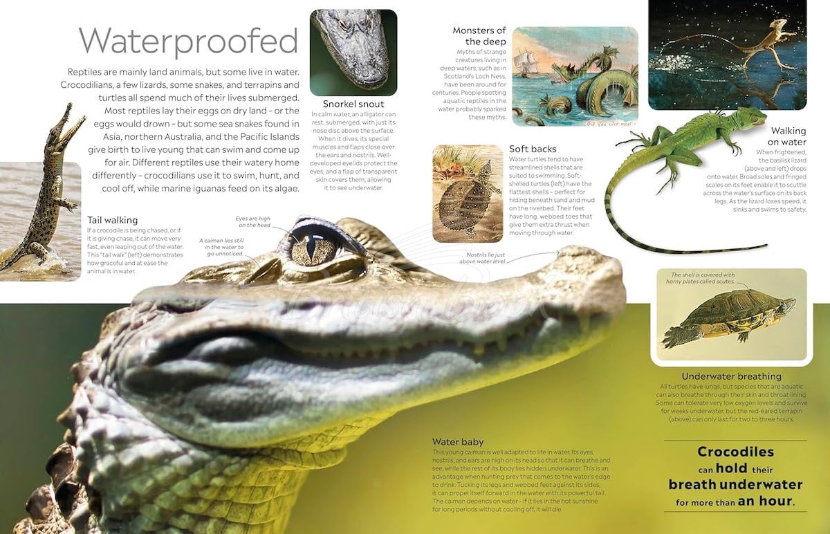 Книга Reptile зображення 6