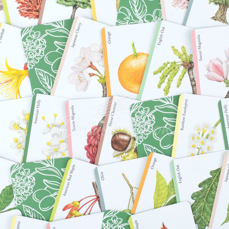 Карткова гра Tree Families: A Botanical Card Game зображення 7