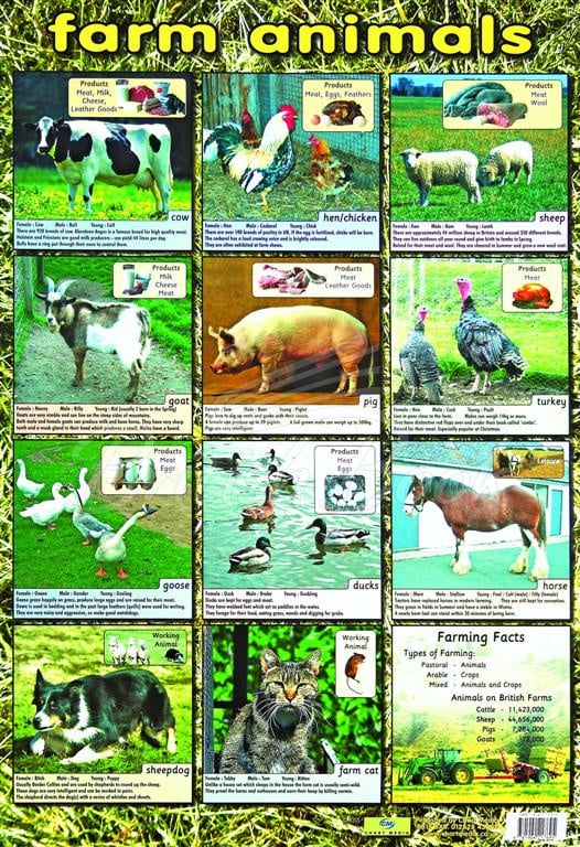 Плакат Farm Animals Poster зображення