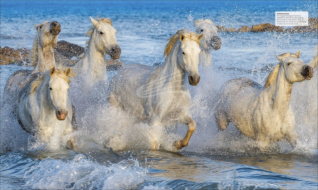 Книга The Horse Encyclopedia зображення 5