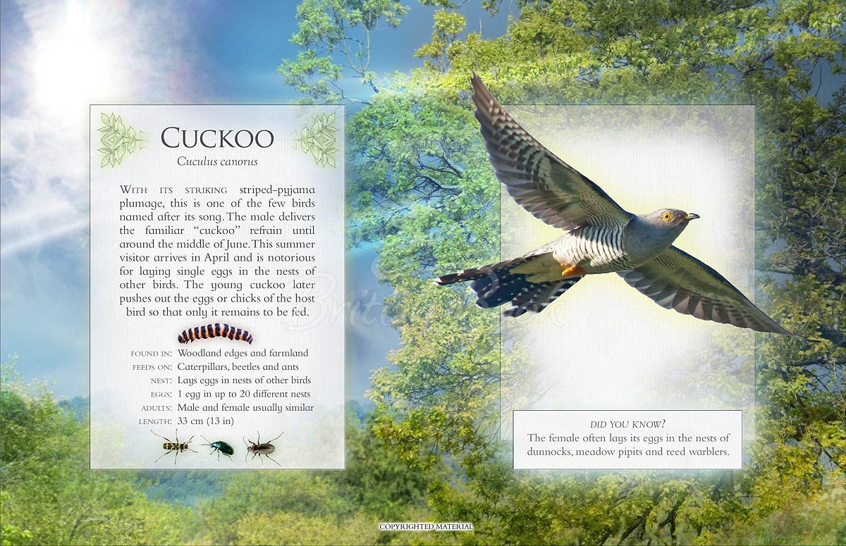 Книга The Little Book of Woodland Bird Song изображение 2