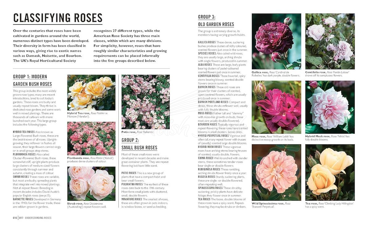 Книга Roses изображение 3