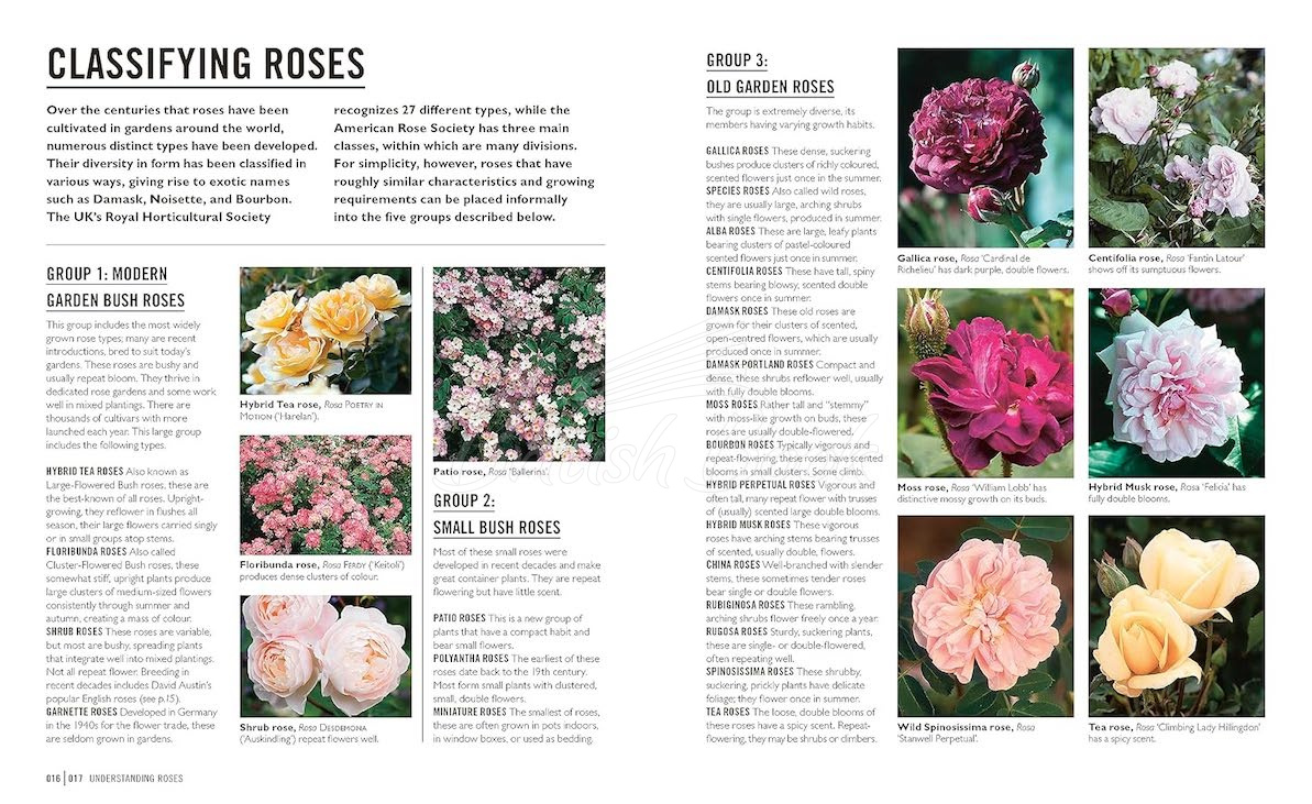 Книга Roses зображення 3