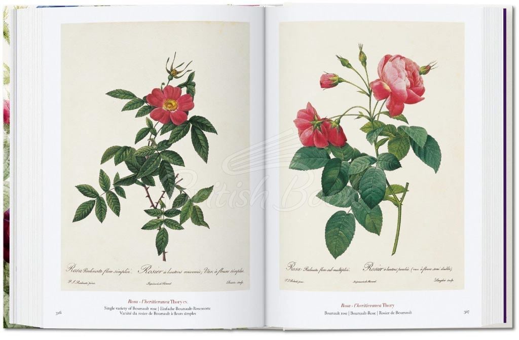 Книга Redouté: The Book of Flowers зображення 4