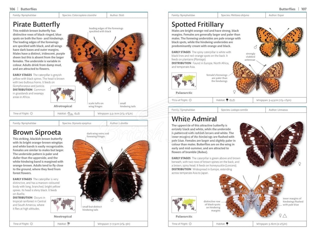 Книга Butterflies and Moths зображення 2