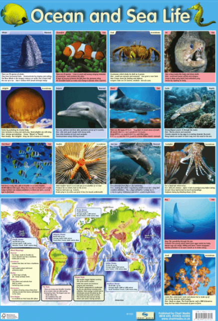 Плакат Ocean and Sea Life Poster зображення