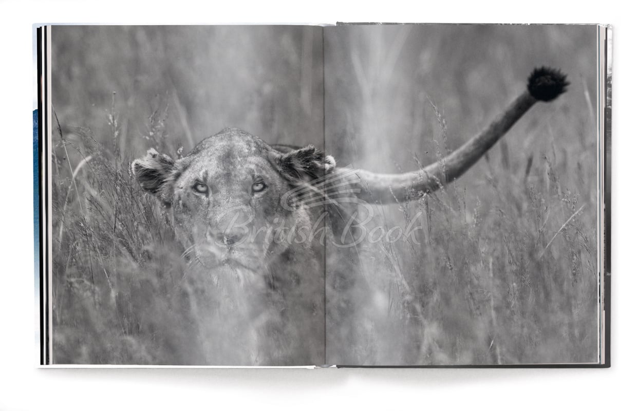 Книга Creation: Masterpieces from the Natural World зображення 2
