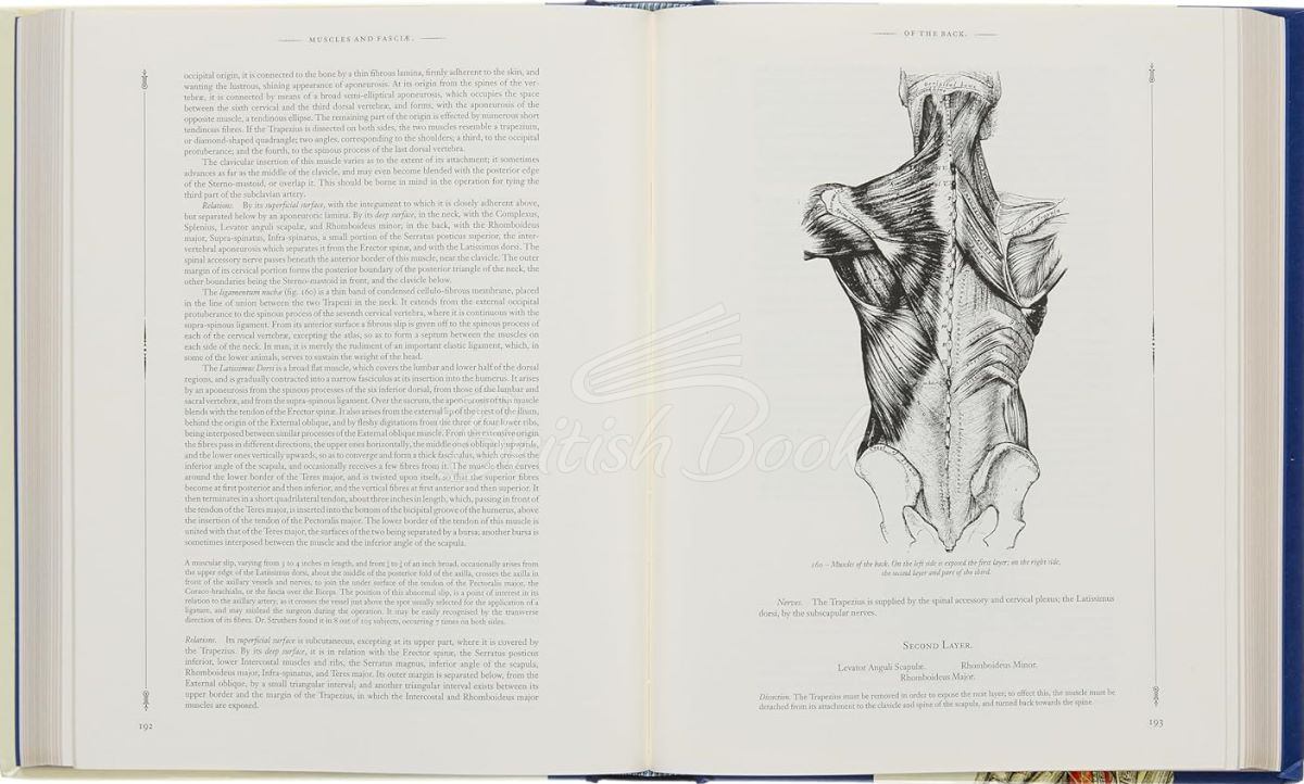 Книга Gray's Anatomy изображение 1