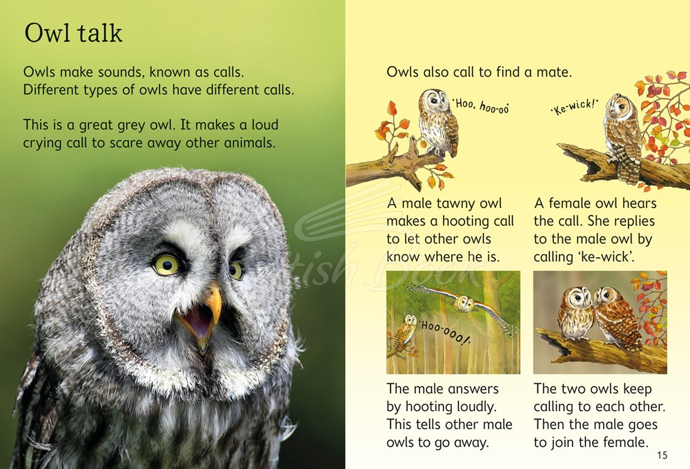 Книга Usborne Beginners Owls зображення 3