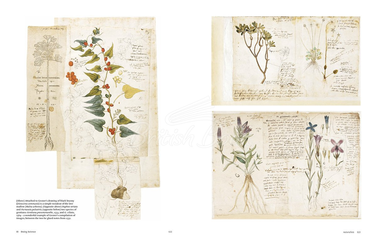 Книга Botanical Sketchbooks изображение 7