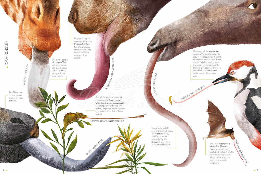 Книга 100% Full-Size Animals зображення 3