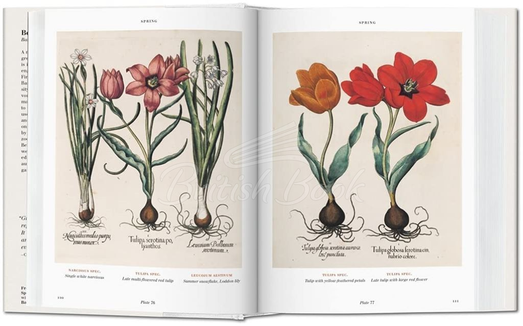 Книга Basilius Besler Florilegium: The Book of Plants зображення 3
