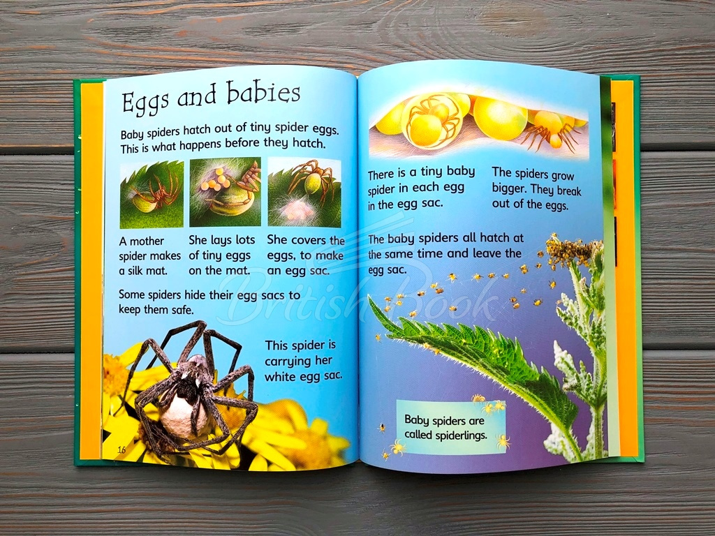 Книга Usborne Beginners Spiders зображення 3