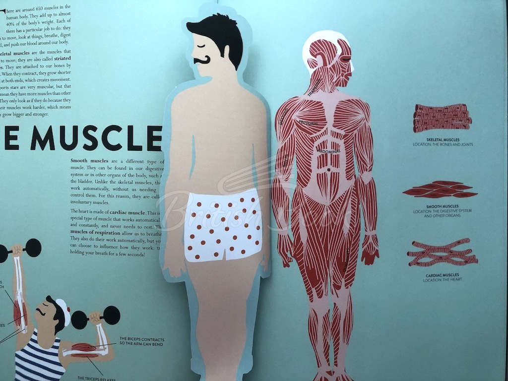 Книга Anatomy: A Cutaway Look Inside the Human Body зображення 3