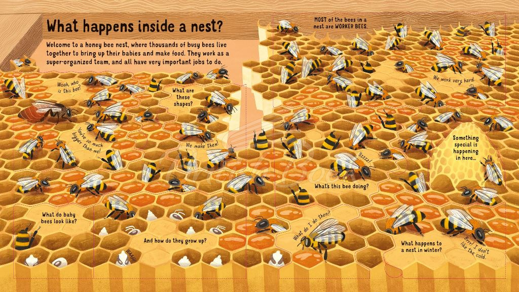 Книга Look Inside the World of Bees зображення 3