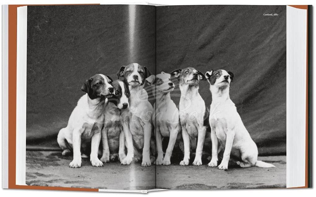 Книга The Dog in Photography 1839–Today зображення 6