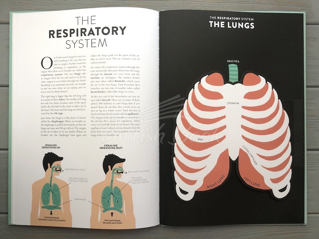 Книга Anatomy: A Cutaway Look Inside the Human Body зображення 9