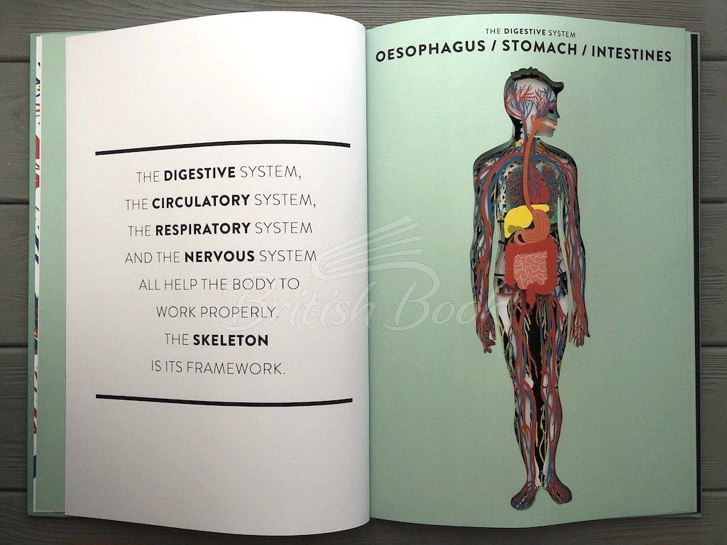 Книга Anatomy: A Cutaway Look Inside the Human Body зображення 4