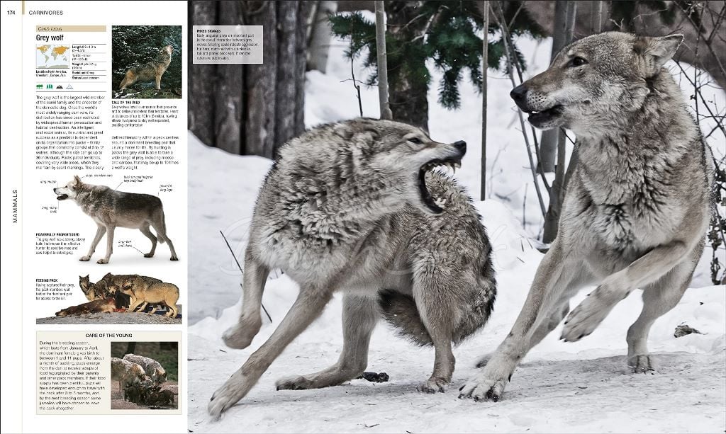Книга Animal: The Definitive Visual Guide (New Edition) зображення 4