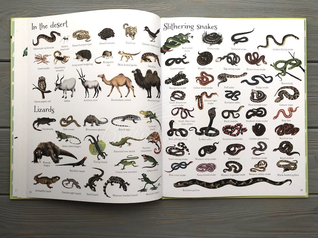 Книга 1000 Animals зображення 8
