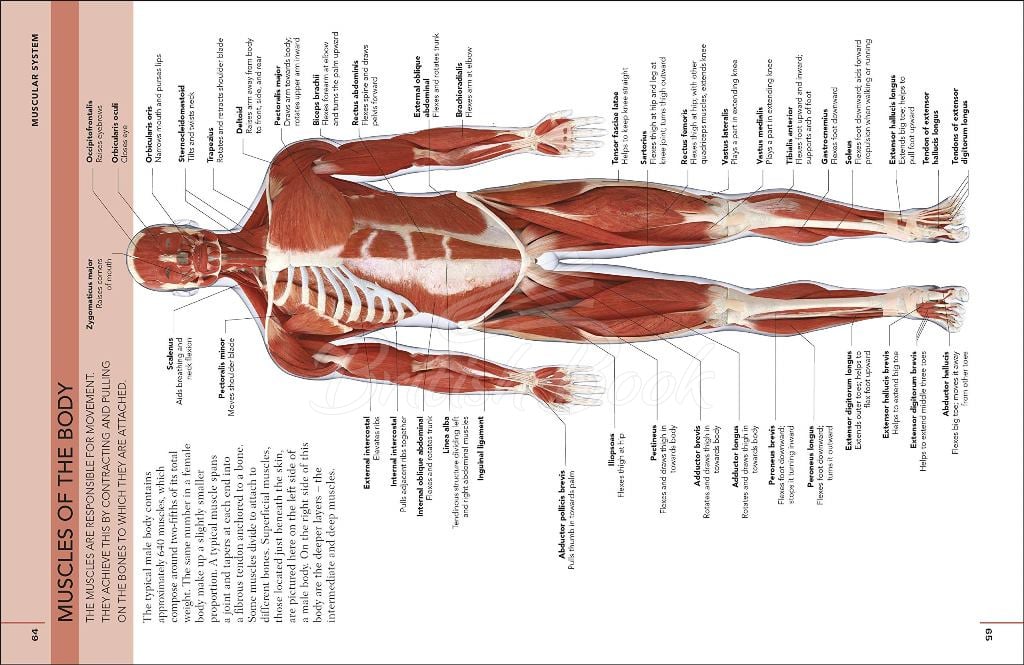 Книга The Concise Human Body Book зображення 3