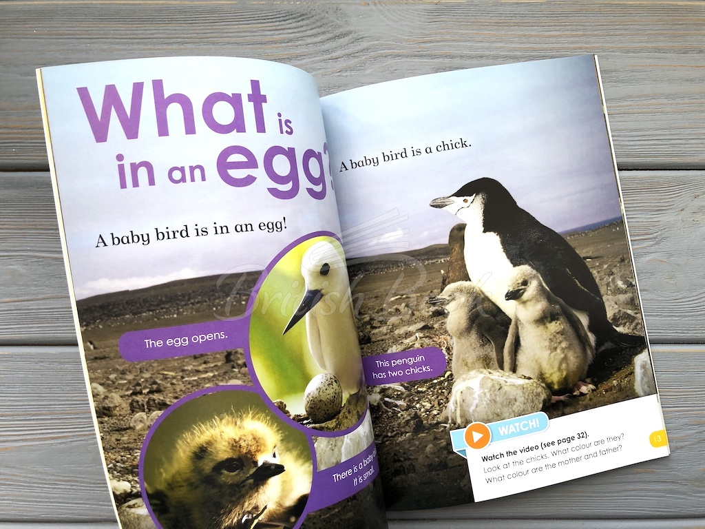Книга BBC Earth: Do You Know? Level 1 Animal Families зображення 4